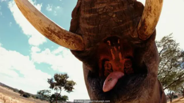 A zamanin da ana son cin harshen giwa