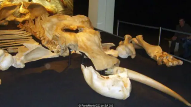 Ƙashin ƙwarangwal ɗin giwar zamanin da