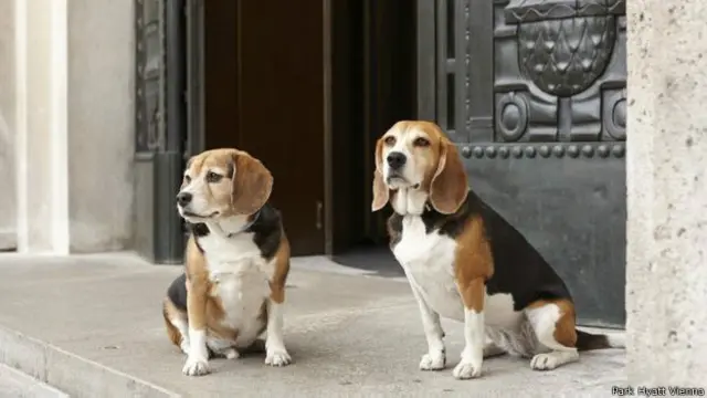 पेट फ्रेंडली होटल