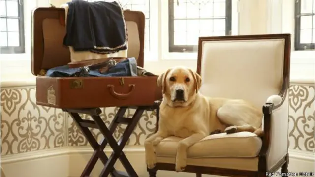 पेट फ्रेंडली होटल