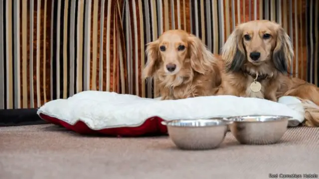 पेट फ्रेंडली होटल