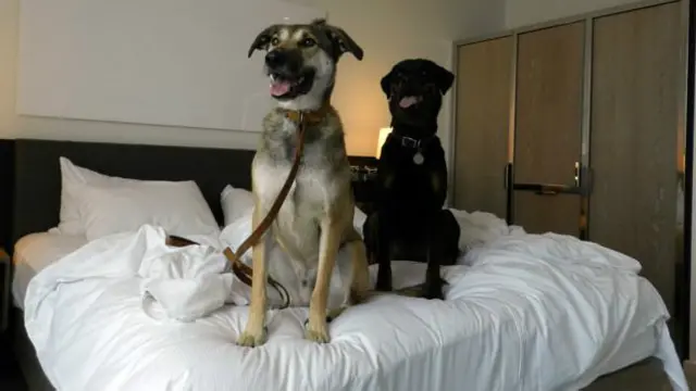 पेट फ्रेंडली होटल