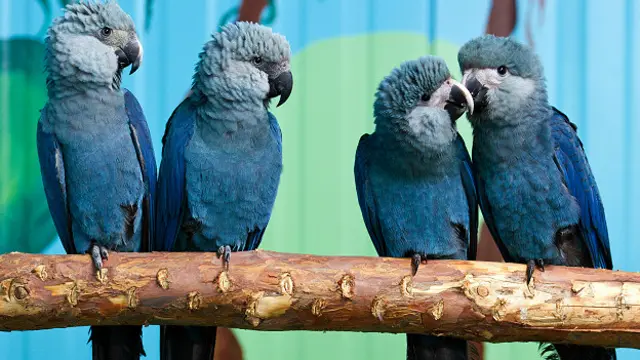 Голубые ара