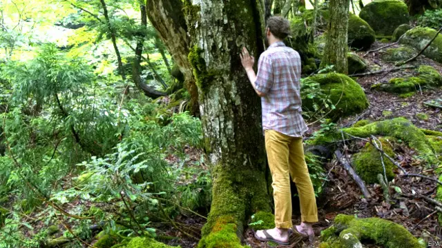 फ़ॉरेस्ट वॉक