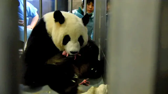 澳门大熊猫心心产下大熊猫情形(新华社/澳门特区新闻局图片26/6/2016)