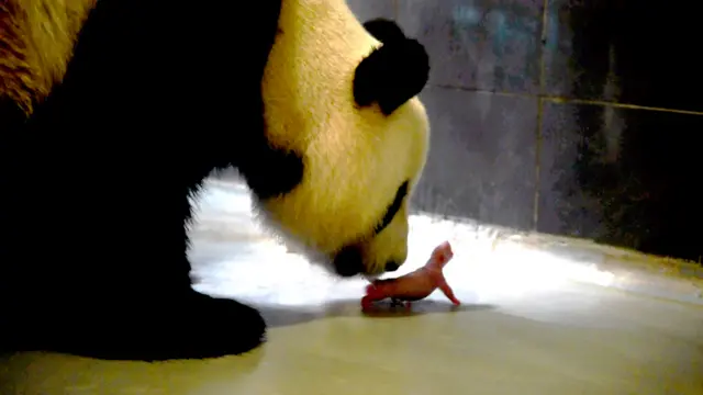 澳门大熊猫馆内心心照顾刚诞下的幼崽(新华社/澳门特区新闻局图片26/6/2016)