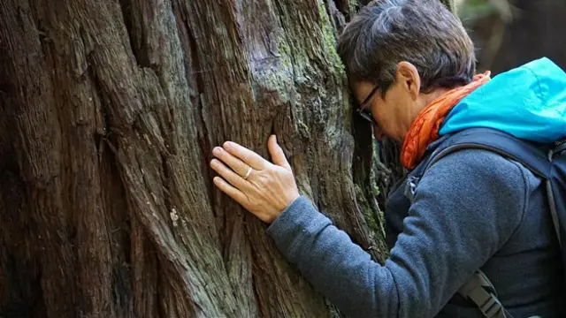 Киви Вики Киан напитывается энергией от старой калифорнийской секвойи в округе Сонома (штат Калифорния, США)