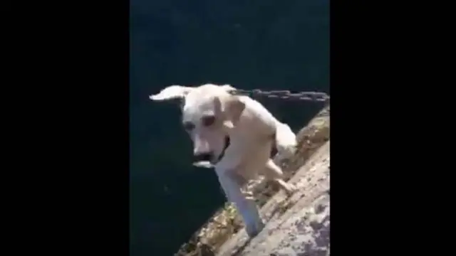 一只名唤“小白”的狗，日前被台湾高雄的三位军人“玩乐吊死”，引发台湾社会哗然与众怒。（翻摄Youtube）