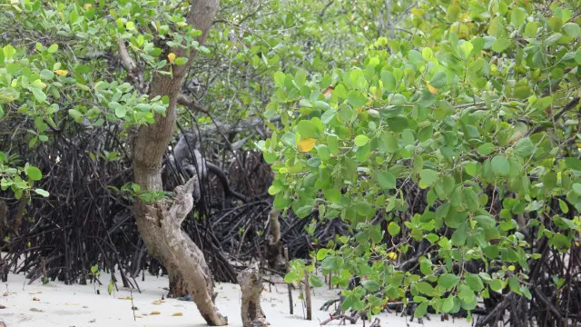 Hutan mangrove yang terletak di Pulau Alor, NTT.