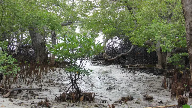 Hutan mangrove