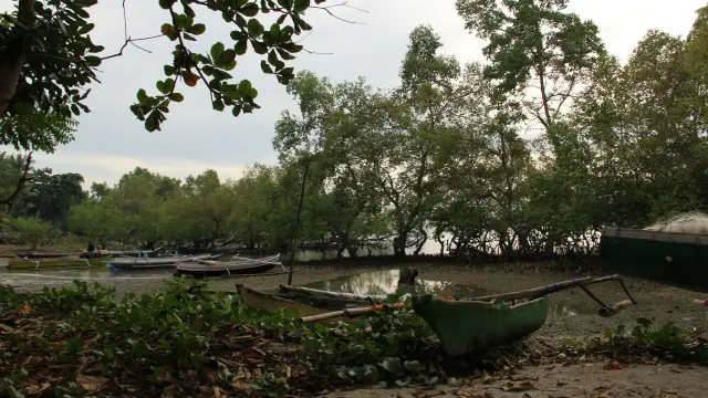 Hutan Mangrove