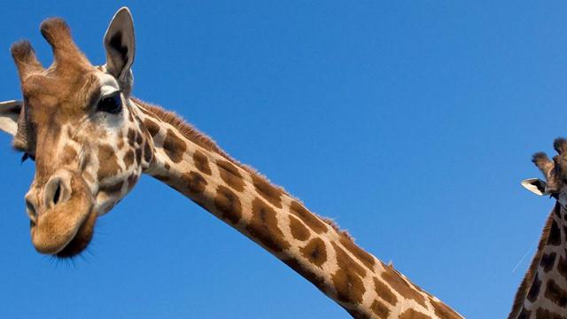 Самки жирафов мочатся самцам на морду, чтобы показать свою симпатию — Нож