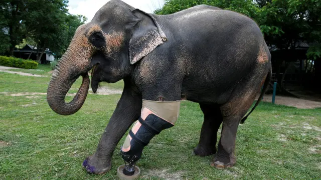 Мотола також втратила кінцівку, підірвавшись на міні 