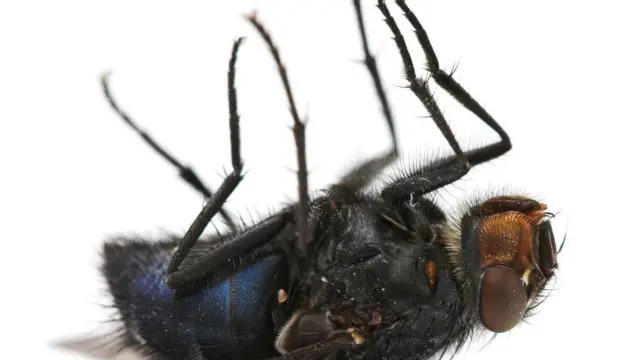 मौत की भविष्यवाणी