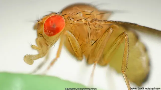 मौत की भविष्यवाणी