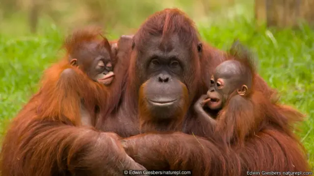 मौत की भविष्यवाणी