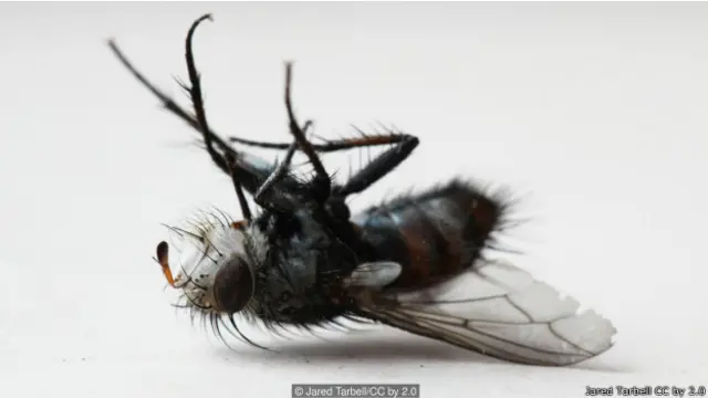 मौत की भविष्यवाणी