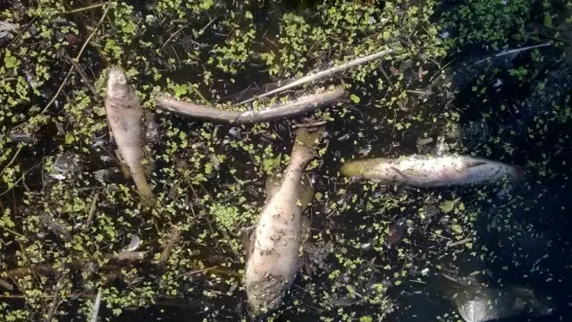 Мертва риба на березі Сули поблизу села Мацківці, Полтавська область.