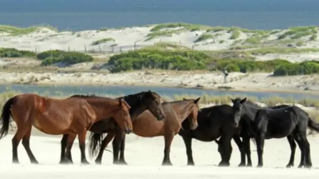 北卡罗来纳州卡罗拉海滩上的野马（Corolla, North Carolina）