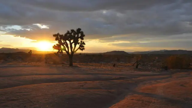 تشكل صحراء موهافي بقعة لا ترحم في ظل الظروف القاسية السائدة فيها