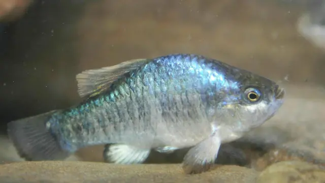 سمكة من نوع أسماك "أوينز البطحيشية"، التي تَمُتُ بصلة قرابة وثيقة لأسماك "وكر الشياطين" المنتمية للفصيلة نفسها