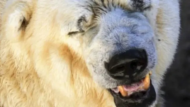 兽医说,阿图罗年纪太大、身体状况不佳,无法承受长途旅行。