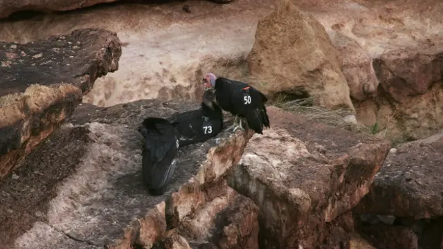 加州秃鹰保护工作始于 1987 年