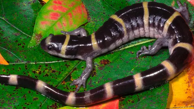 Кільчаста саламандра (Ambystoma annulatum)