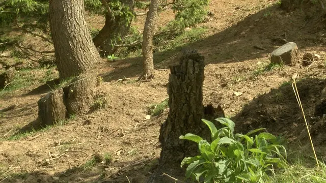 هر چه بیشتر در میان این جنگلهای کوهستانی قدم بزنید، نشانههای بیشتری از درختهای سر بریده را پیدا میکنید