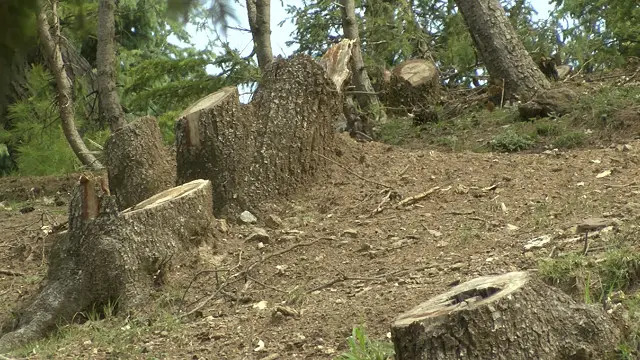 فعالیت قاچاقبران هر روز عضوی از این جنگل ها را میگیرد