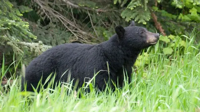 کینیڈا کی وزارتِ جنگلات کا کہنا ہے کہ علاقے میں کالے ریچھوں کے حملے کم ہی ہوتے ہیں