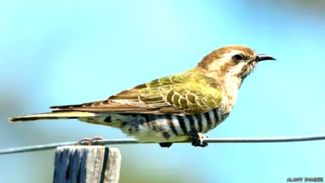 चिड़िया