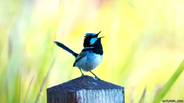 फेयरी रेन