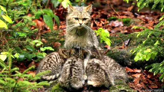 जंगली बिल्ली