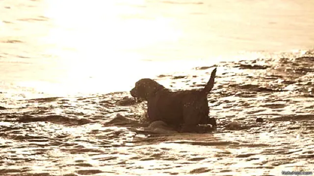 पानी में जा रहा कुत्ता