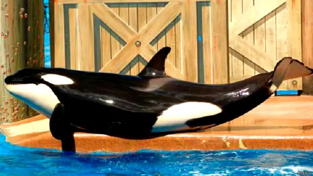 व्हेल मछली