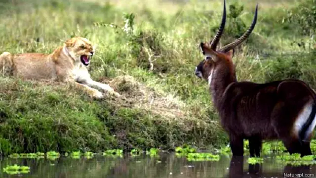 शेर और हिरन