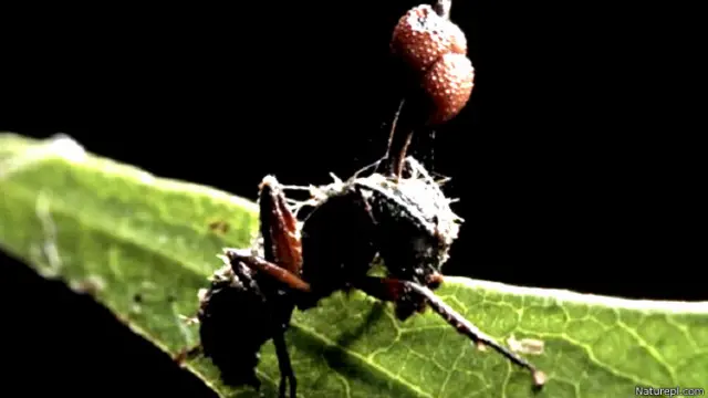 मखुमक्खी