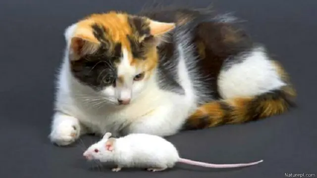 चुहा -बिल्ली