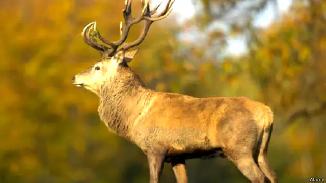 बारहसिंघा