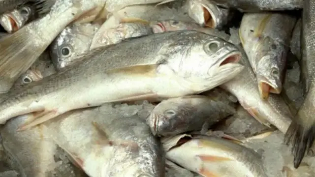 因为过度捕捞，黄花鱼在中国近海已经消失，现在被归为濒临灭绝的鱼种。