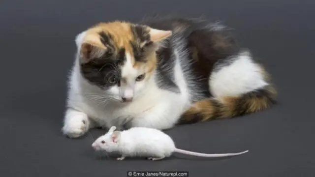 Toksoplazma gondii adı verilen parazit farenin beynine yerleştiğinde farede kedi korkusu kalmaz.