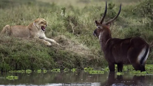 Korku, hayvanların hayatta kalması için gerekli bir duygudur.