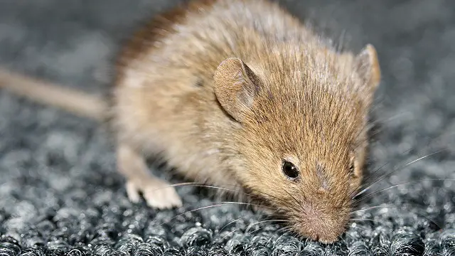 تستخدم الجرذان بالفعل في كشف الألغام في افريقيا