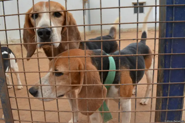 बीगल कुत्ते