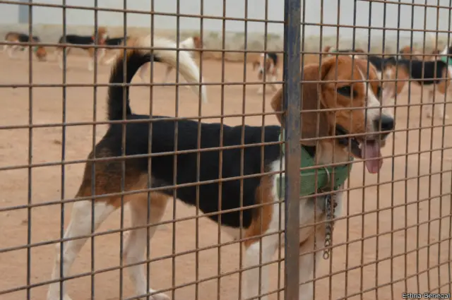 बीगल कुत्ते