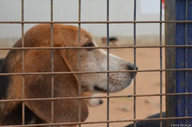 बीगल कुत्ते