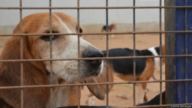 बीगल कुत्ते