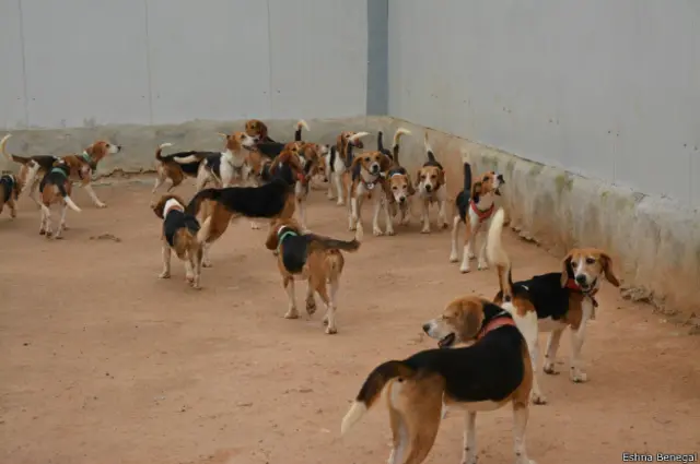 बीगल कुत्ते