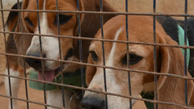 बीगल कुत्ते